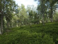 N, Sogn og Fjordane, Sogndal, Birchforest 2, Saxifraga-Willem van Kruijsbergen